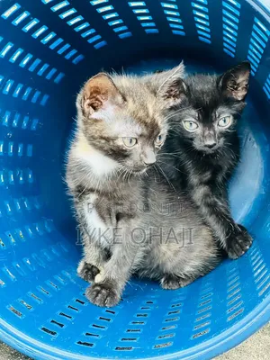 1-3 months Female Purebred American Shorthair