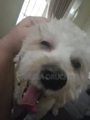 6-12 months Male Purebred Lhasa Apso