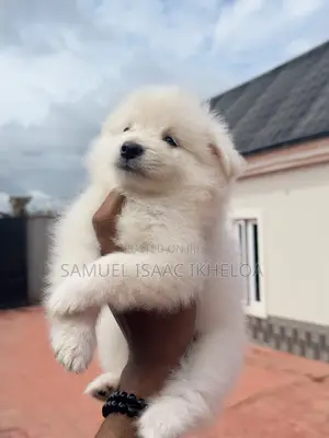 1-3 months Male Purebred American Eskimo