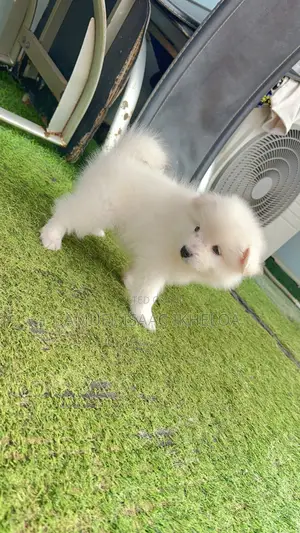 1-3 months Male Purebred American Eskimo