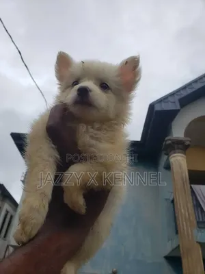 1-3 months Female Purebred American Eskimo