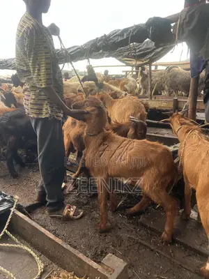 Farming Livestock