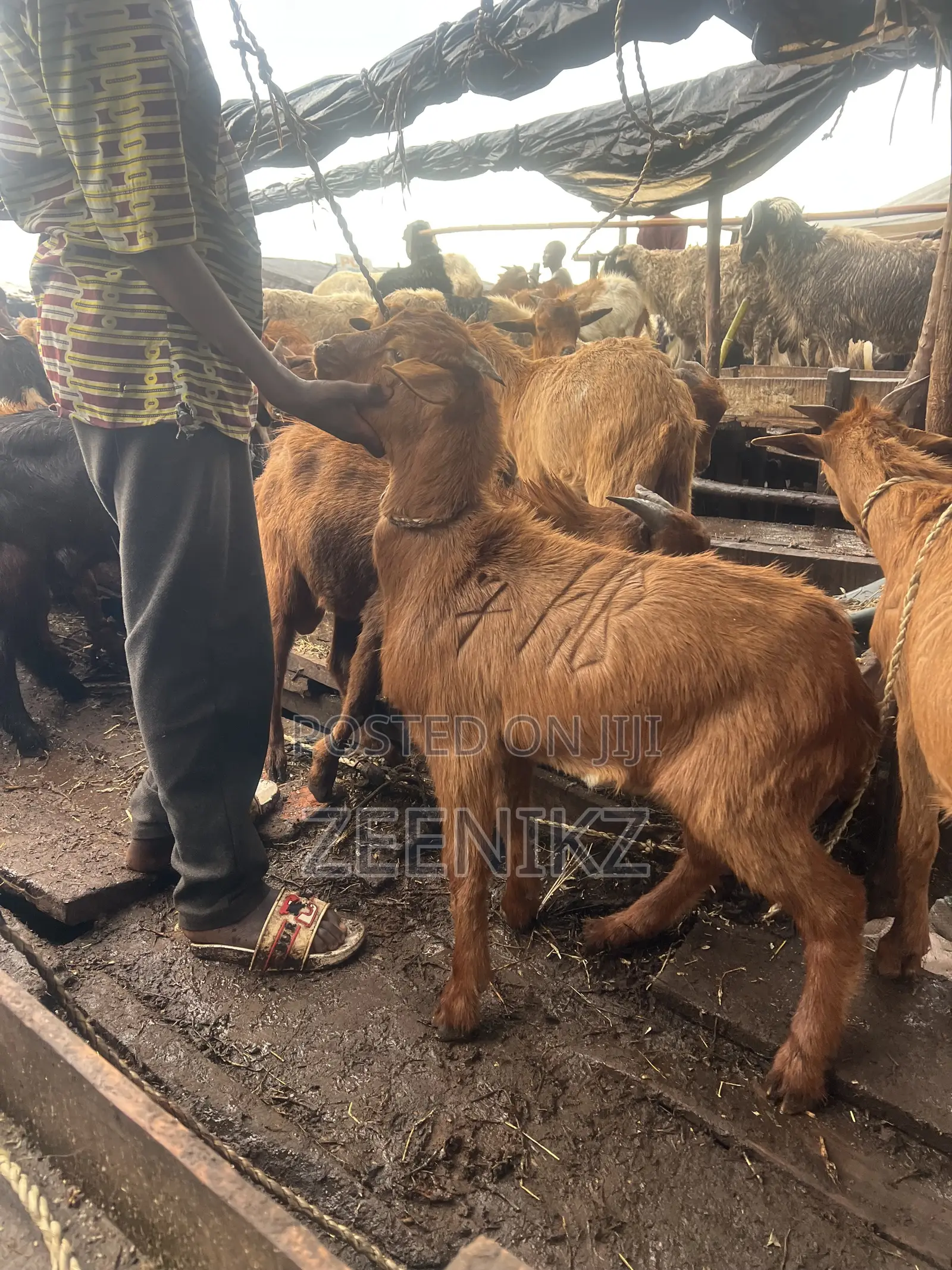 Farming Livestock