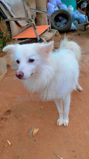 1+ year Male Purebred American Eskimo