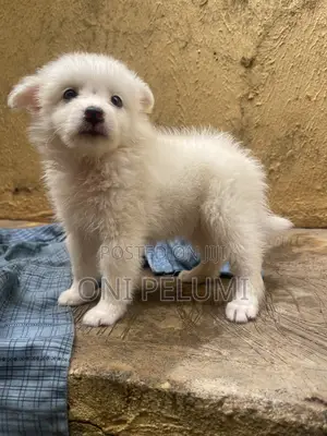 1-3 months Female Purebred American Eskimo