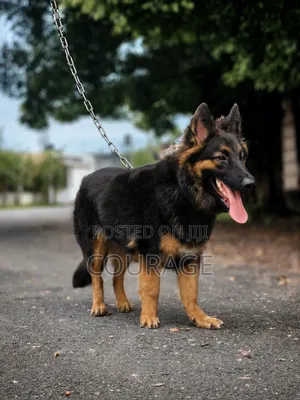 6-12 months Male Purebred German Shepherd
