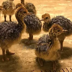 1 Week Old Ostrich Birds For Sell