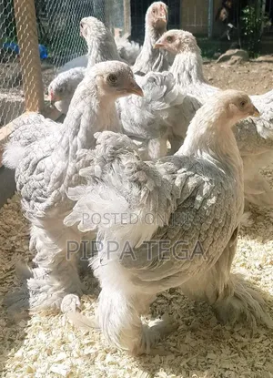 1 Month Old Brahma Chicken for Sell