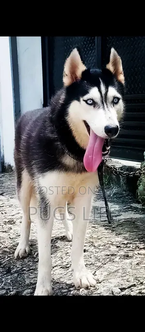 6-12 months Female Purebred Siberian Husky