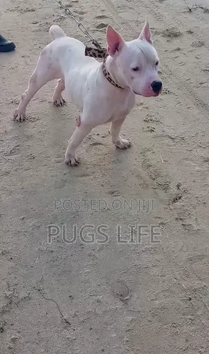 1+ year Male Purebred American Bully