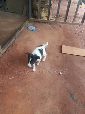 1-3 months Female Purebred Cardigan Welsh Corgi