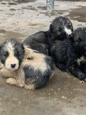 0-1 month Male Purebred Caucasian Shepherd