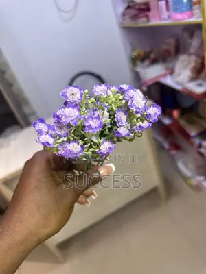 Carnation Flowers