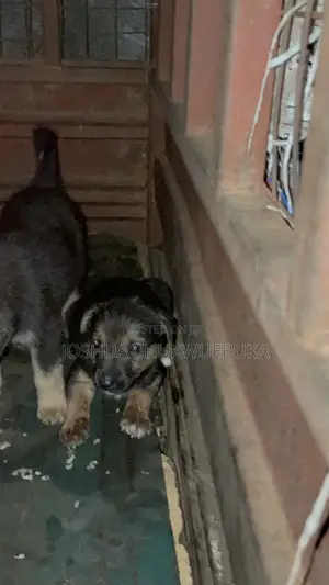 1-3 months Male Purebred German Shepherd