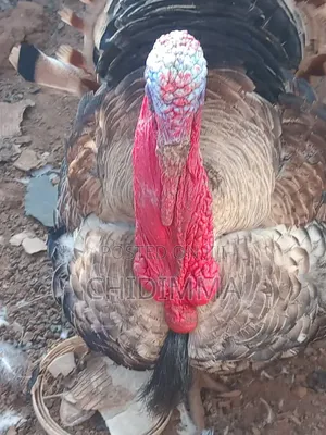Turkey for Sale