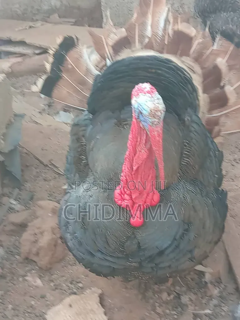 Turkey for Sale