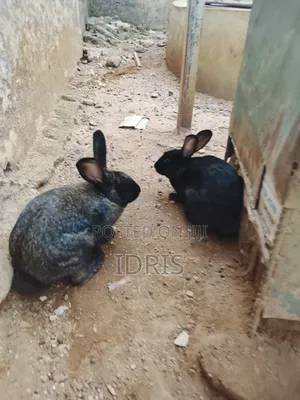Male Mixed Breed Black Giant Rabbit