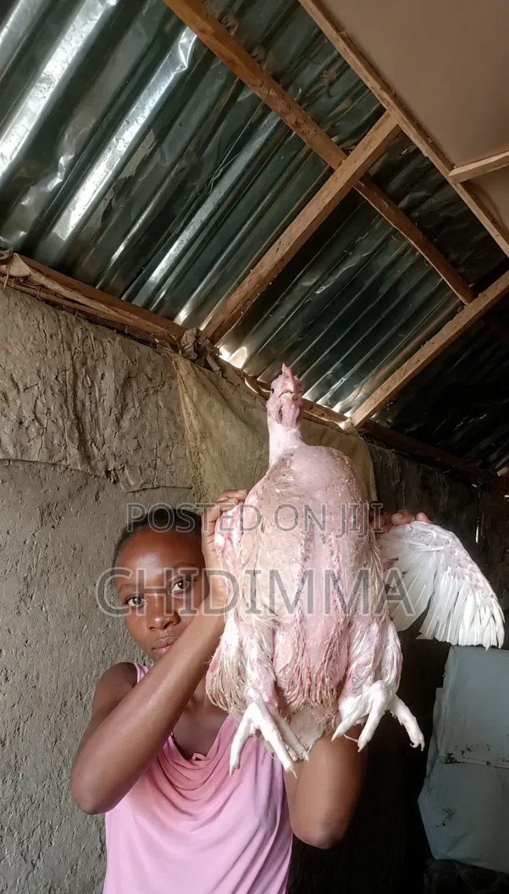 Healthy Broilers
