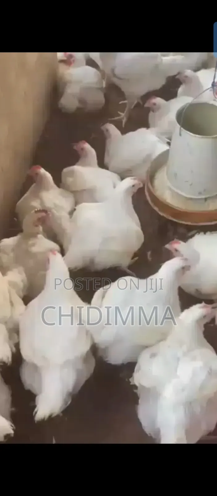 Healthy Broilers