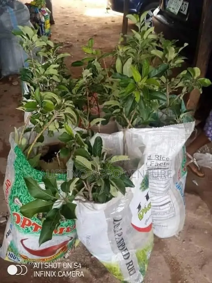 Grafted Apple Seedlings