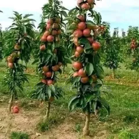 Grafted Apple Seedlings