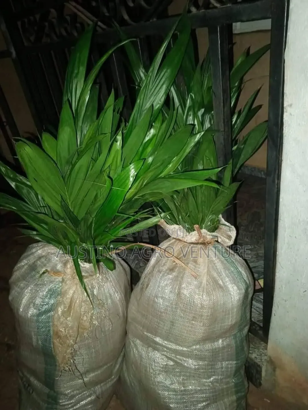Tenera Oil Palm Seedlings