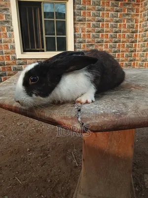 4month Female Chinchilla Rabbit