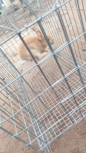Cages for Exotic Bunnies