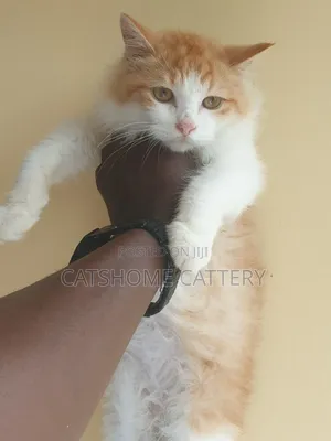 3-6 months Male Purebred Turkish Angora
