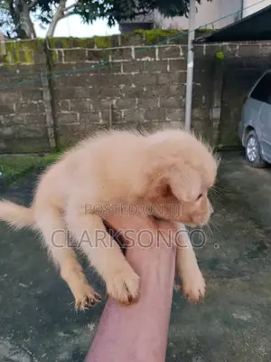1-3 months Female Purebred Samoyed