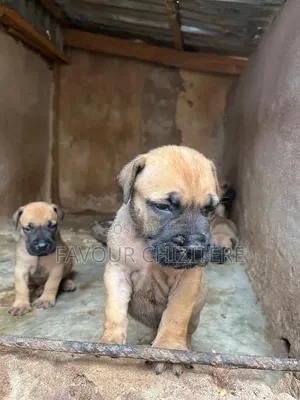1-3 months Female Purebred Boerboel