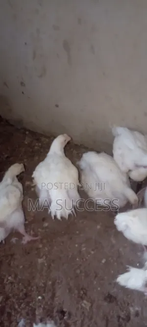 Urgent 500pec Live 2kg-2.5kg Broiler Chicken-6weeks Old -Ikorodu