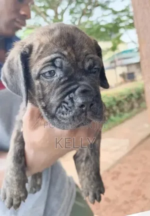 1-3 months Male Purebred Mastiff