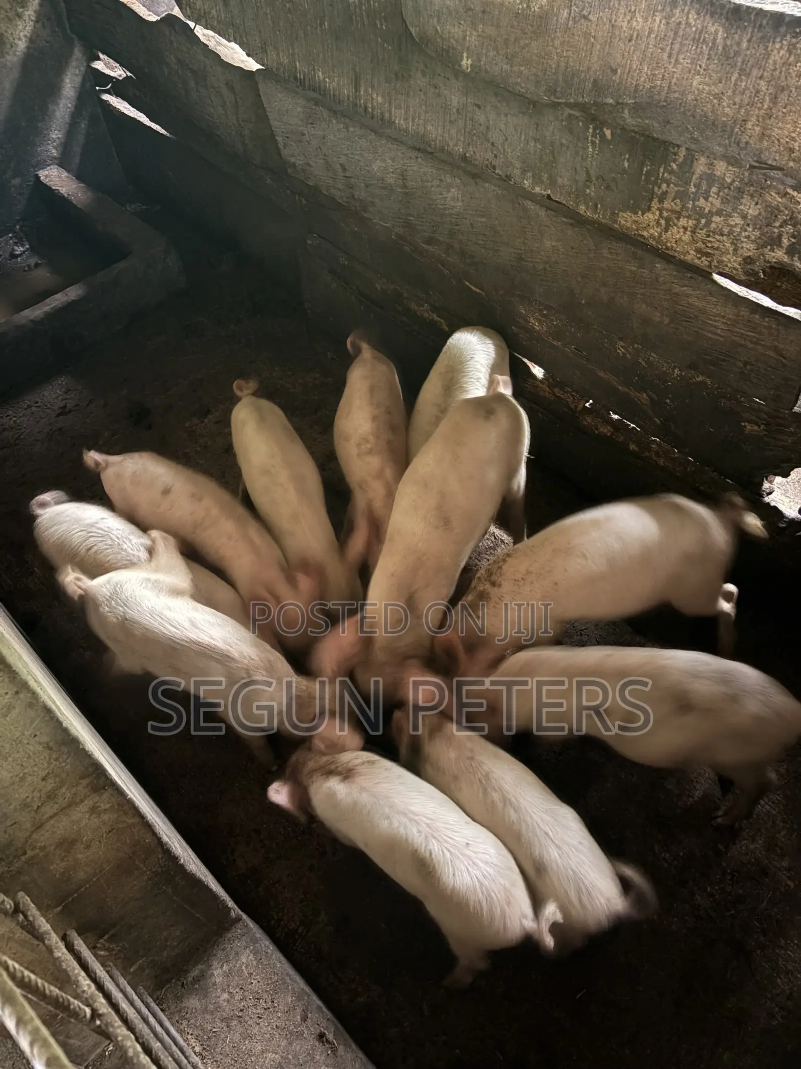 Post Weaners