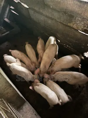Post Weaners