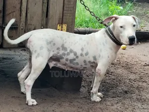 1+ year Female Purebred American Pit Bull Terrier