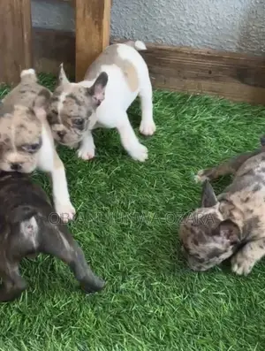 1-3 months Female Purebred French Bulldog