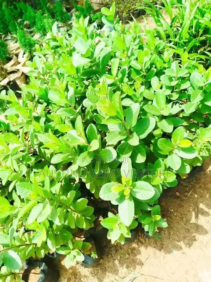 Grafted Grape Seedlings