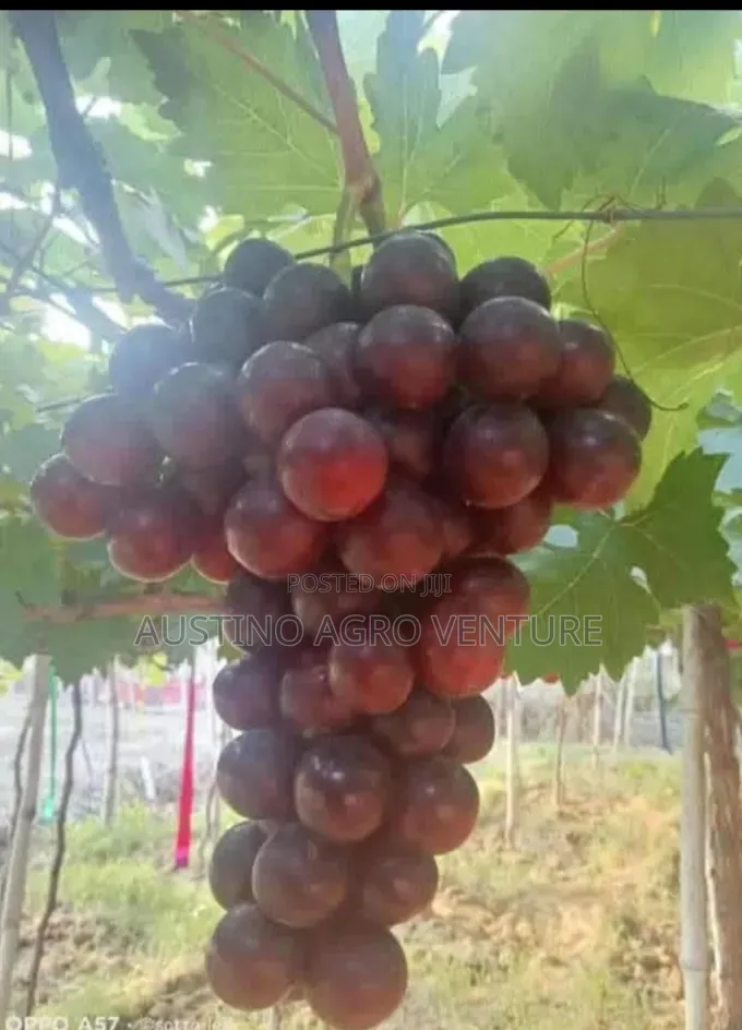 Grafted Grape Seedlings