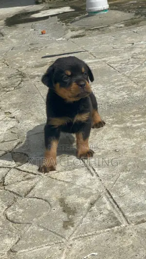 1-3 months Female Purebred Rottweiler