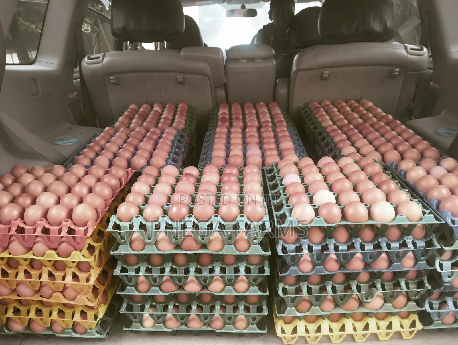 Farm Fresh Eggs