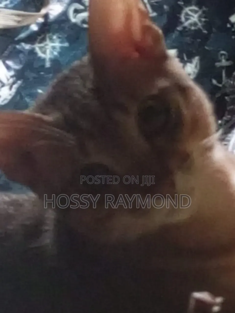 1+ year Male Mixed Breed Tabby
