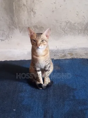 1+ year Male Mixed Breed Tabby