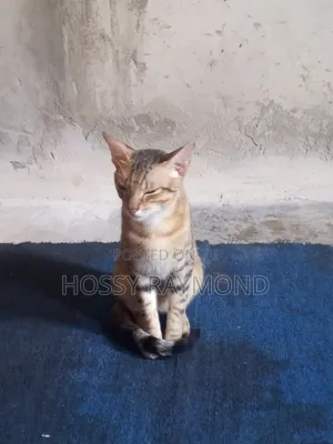 1+ year Male Mixed Breed Tabby
