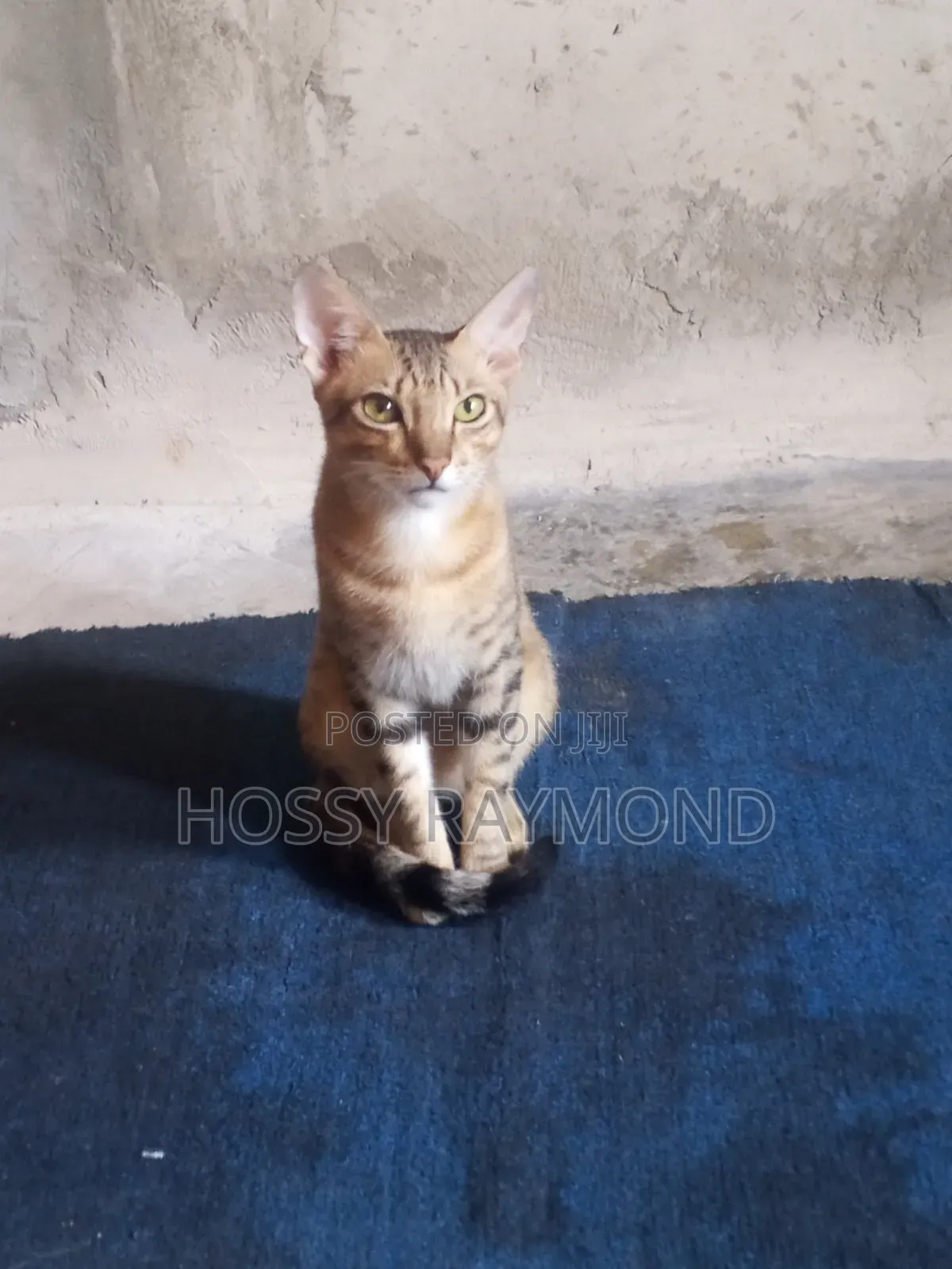 1+ year Male Mixed Breed Tabby