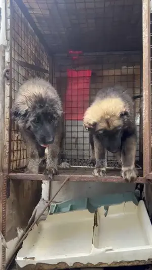 3-6 months Female Purebred Caucasian Shepherd