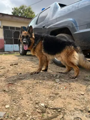 1+ year Male Purebred German Shepherd
