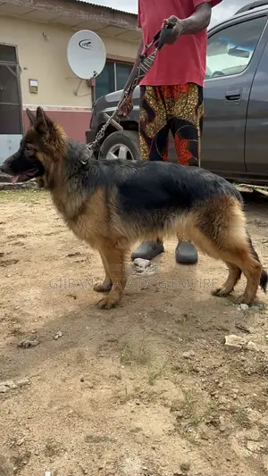 1+ year Female Purebred German Shepherd