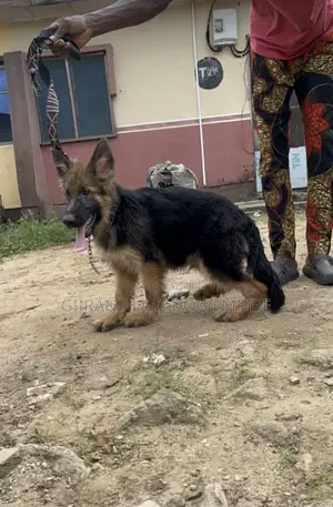 3-6 months Male Purebred German Shepherd