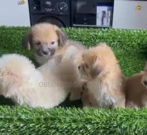 1-3 months Female Purebred Lhasa Apso